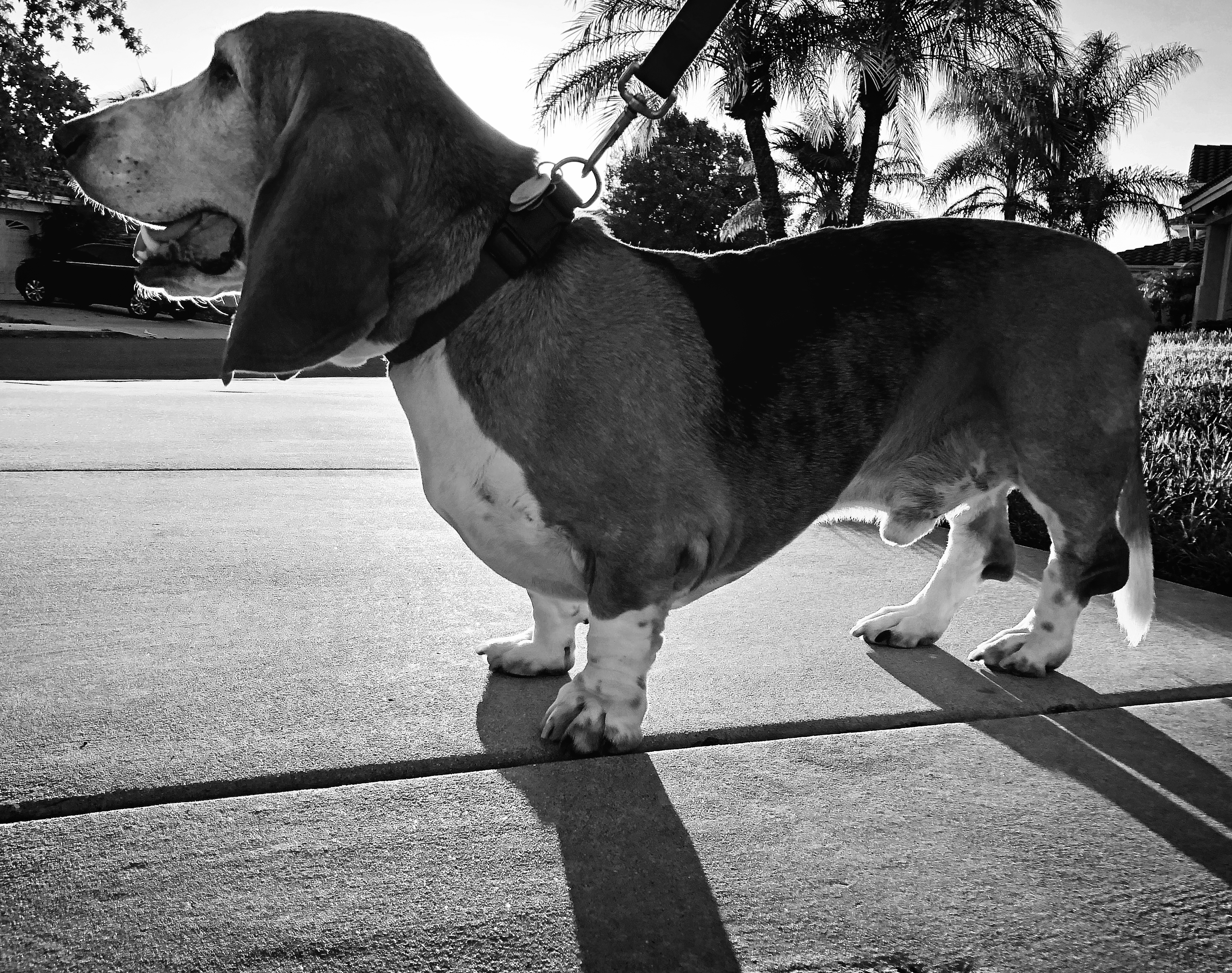 Ernie's afternoon walk