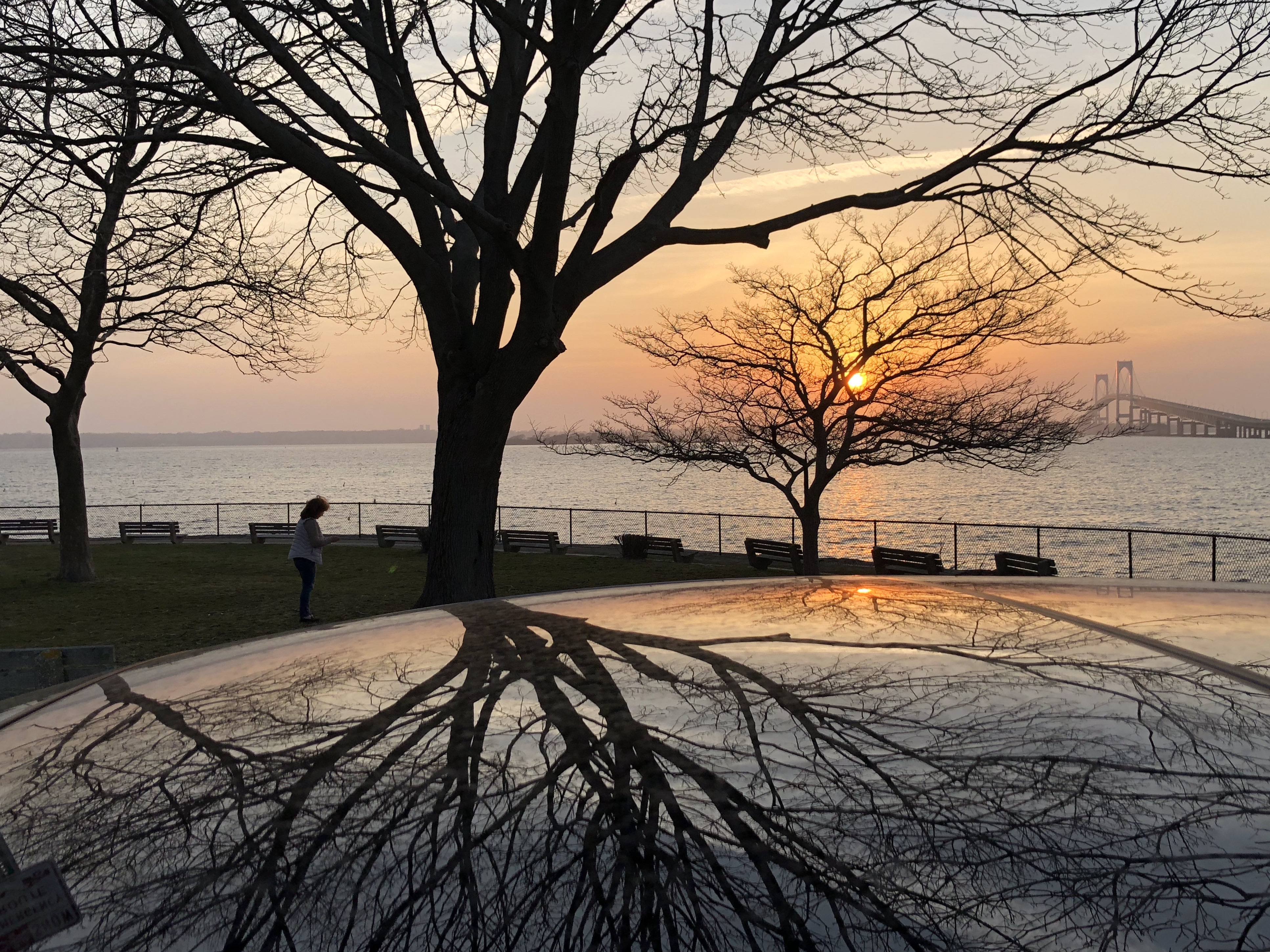 Tree Reflection on car roof at sunset 