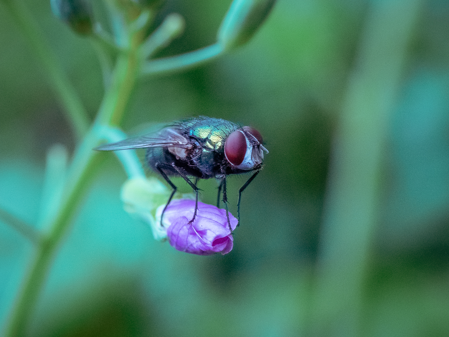 Fly On Flower Light Stalking