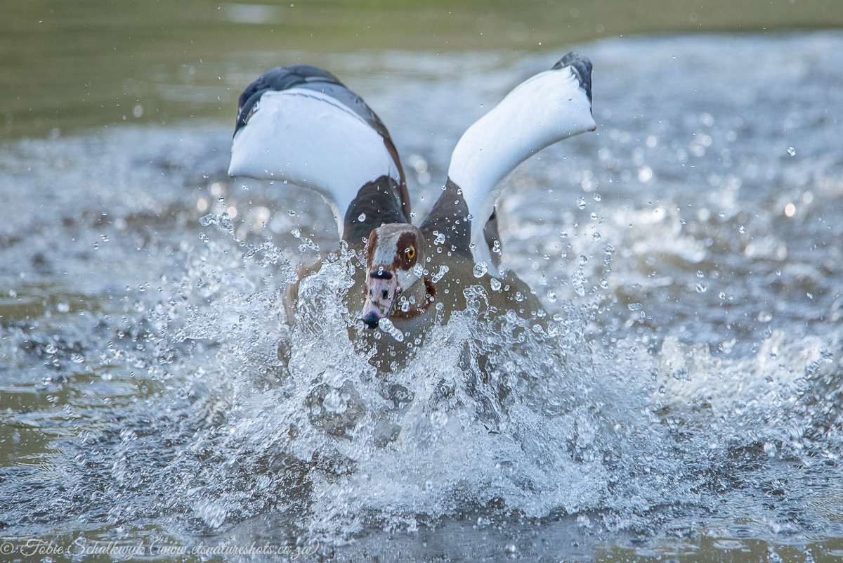 goose