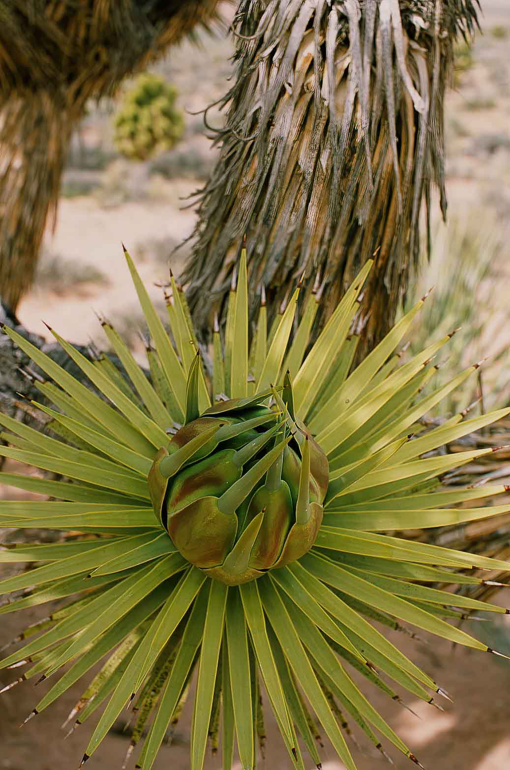 Closeups of Joshua Flowers Light Stalking