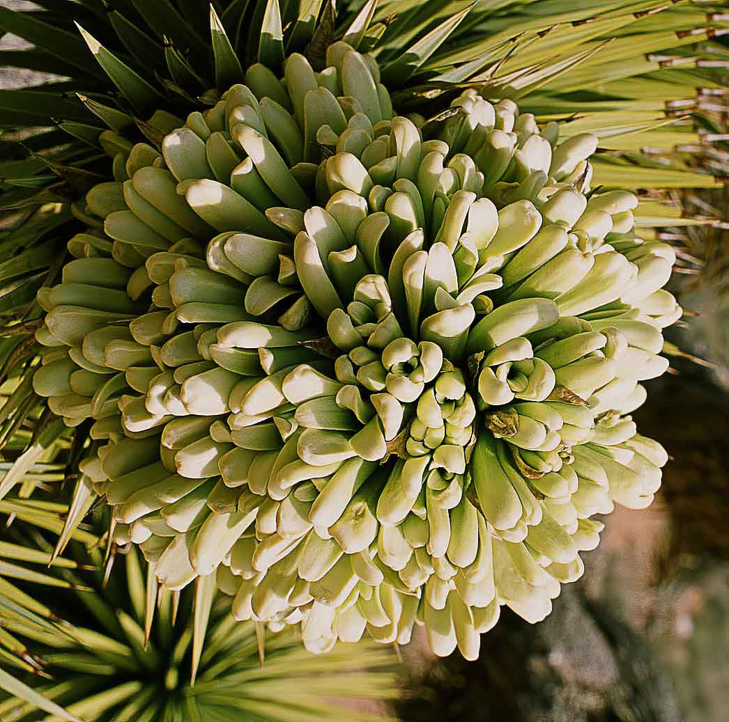 Closeups of Joshua Flowers Light Stalking