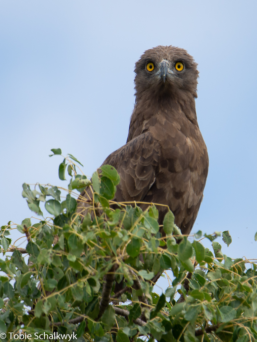 brown snake eagle