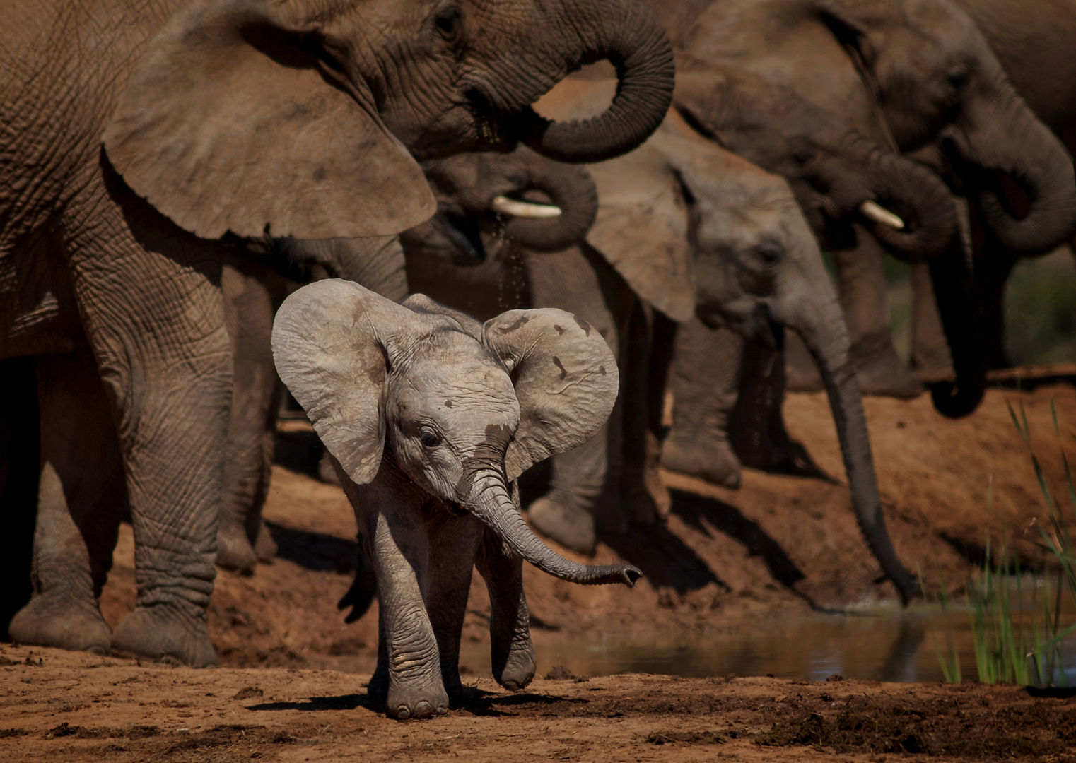 Trunks, I have one too. Baby elephant running with his ears and trunk flying about and the rest of the herd behind drinking at the waterhole. Taken in Addo Elephant National Park, South Africa
