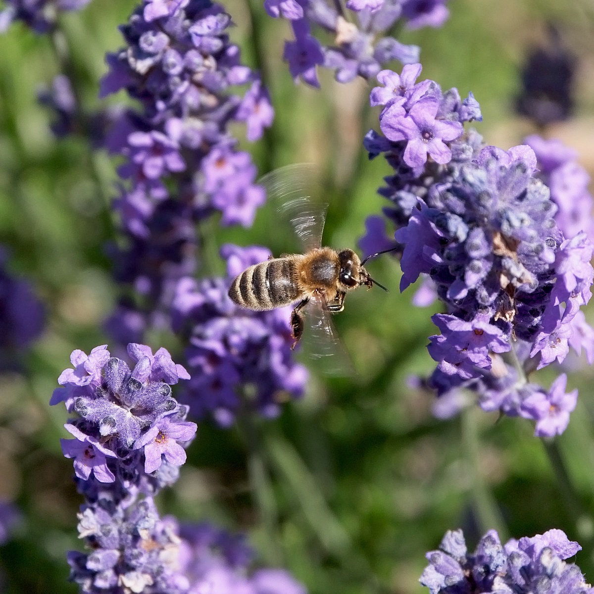 Honey Bee in Lavender. Light Stalking