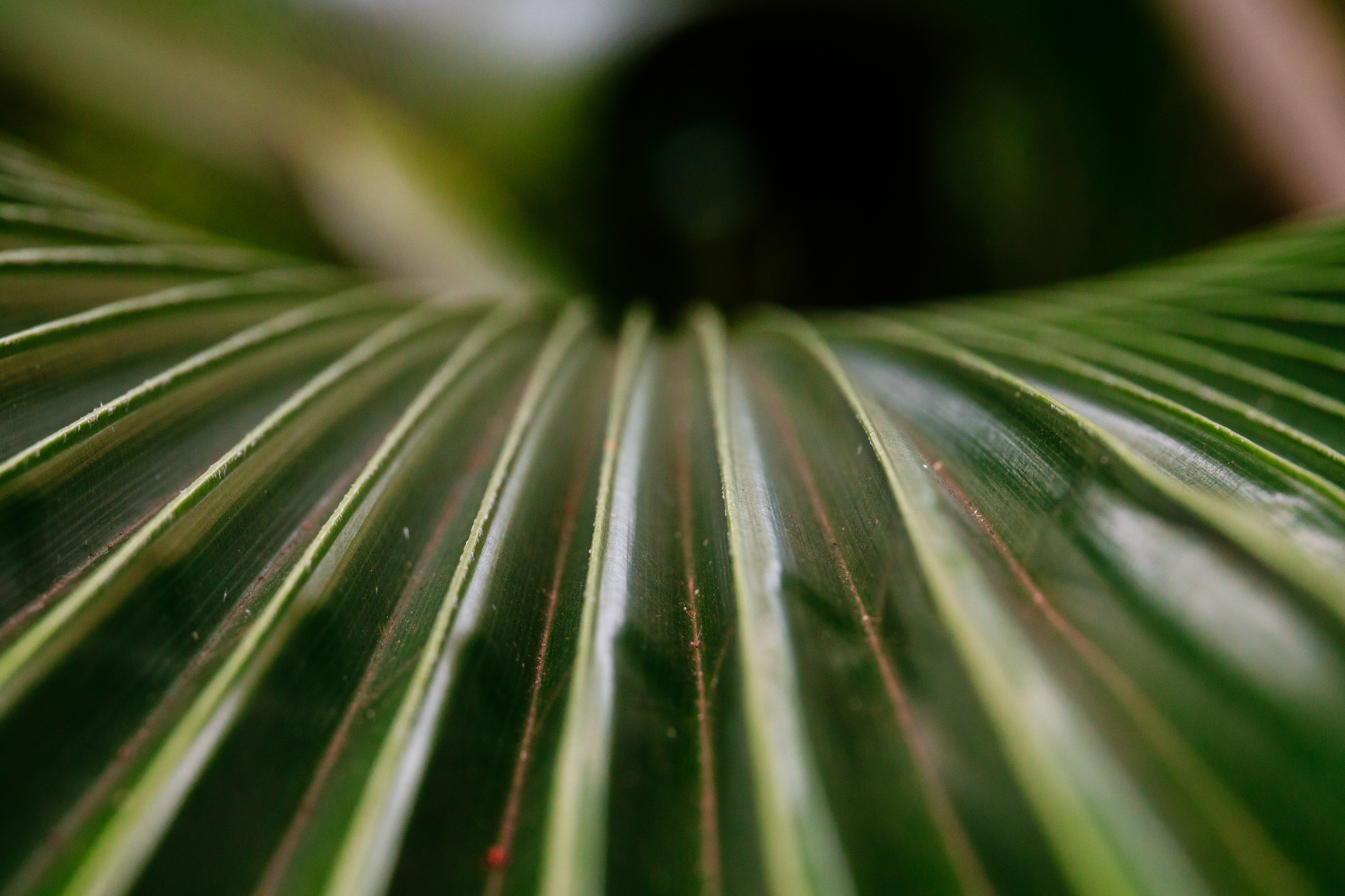 Palm leaf. I was at a photo talk with Tamron and checked out the new 24-135. Then went and played with it