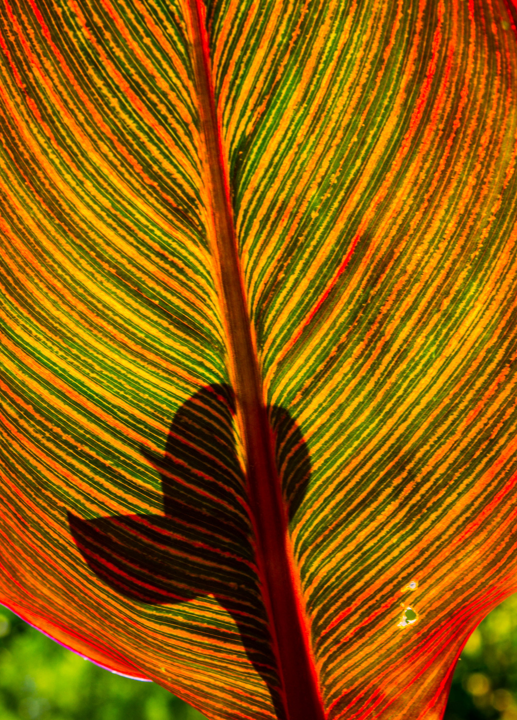 leaf