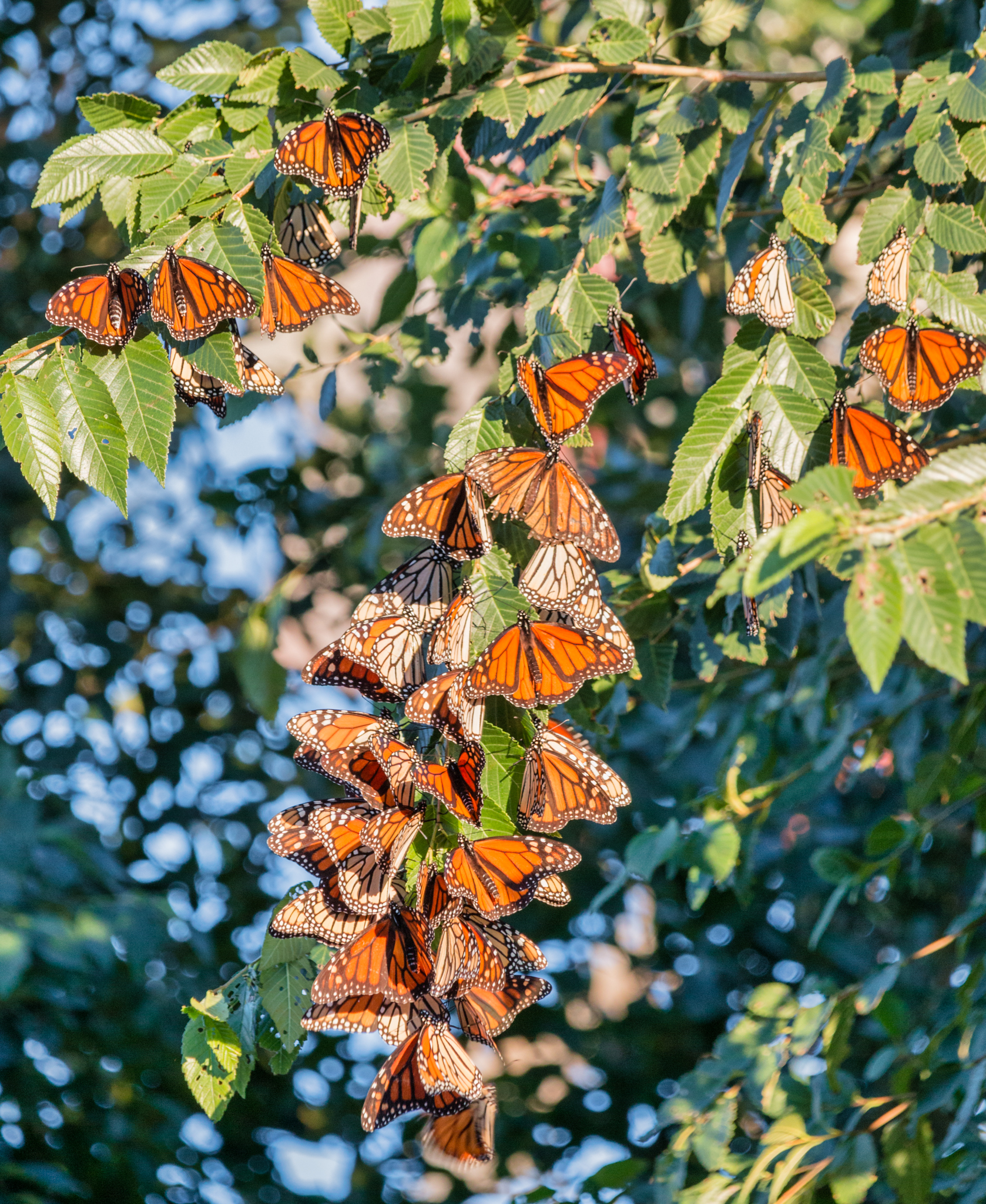 Colors of Fall