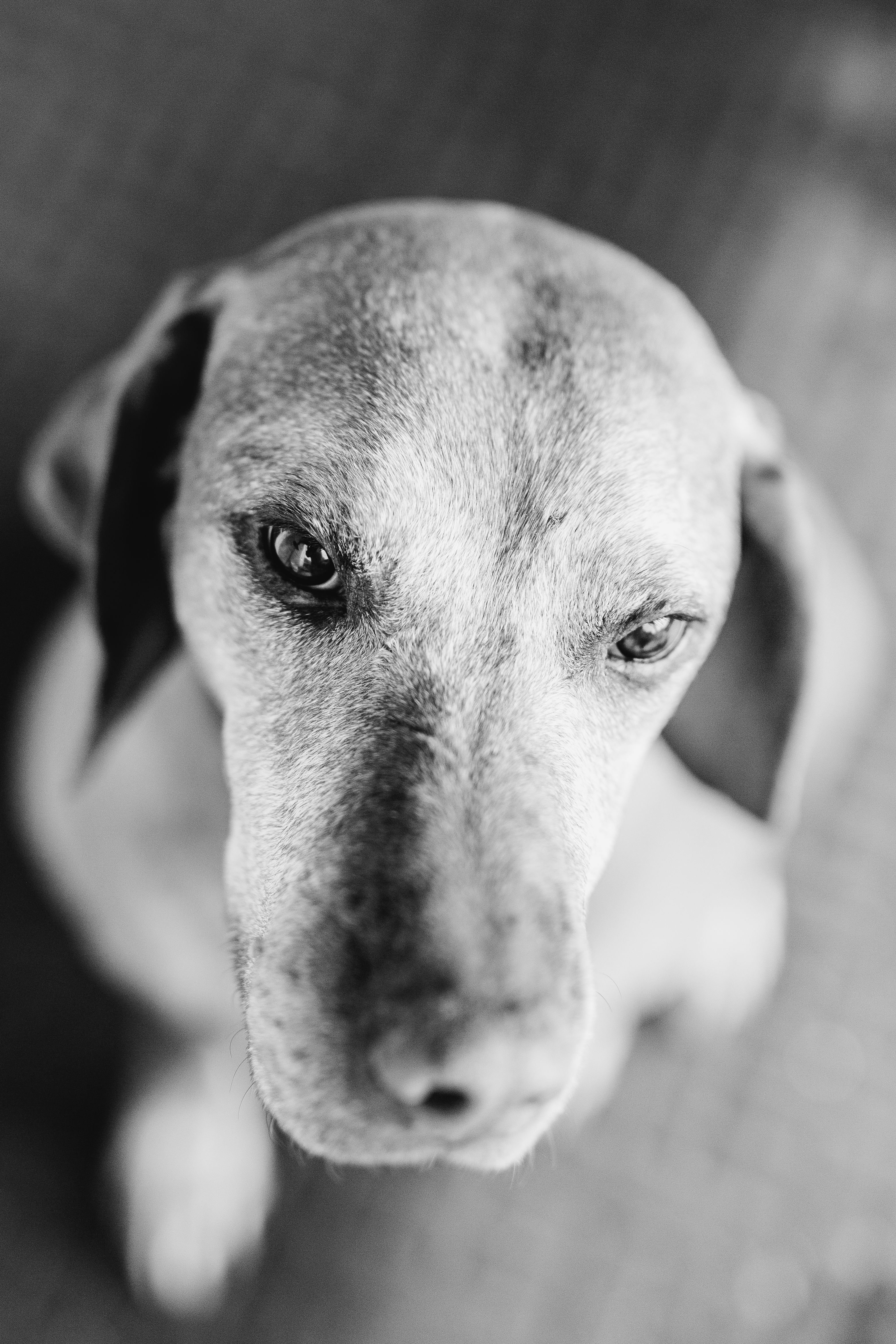 Old dog, young heart