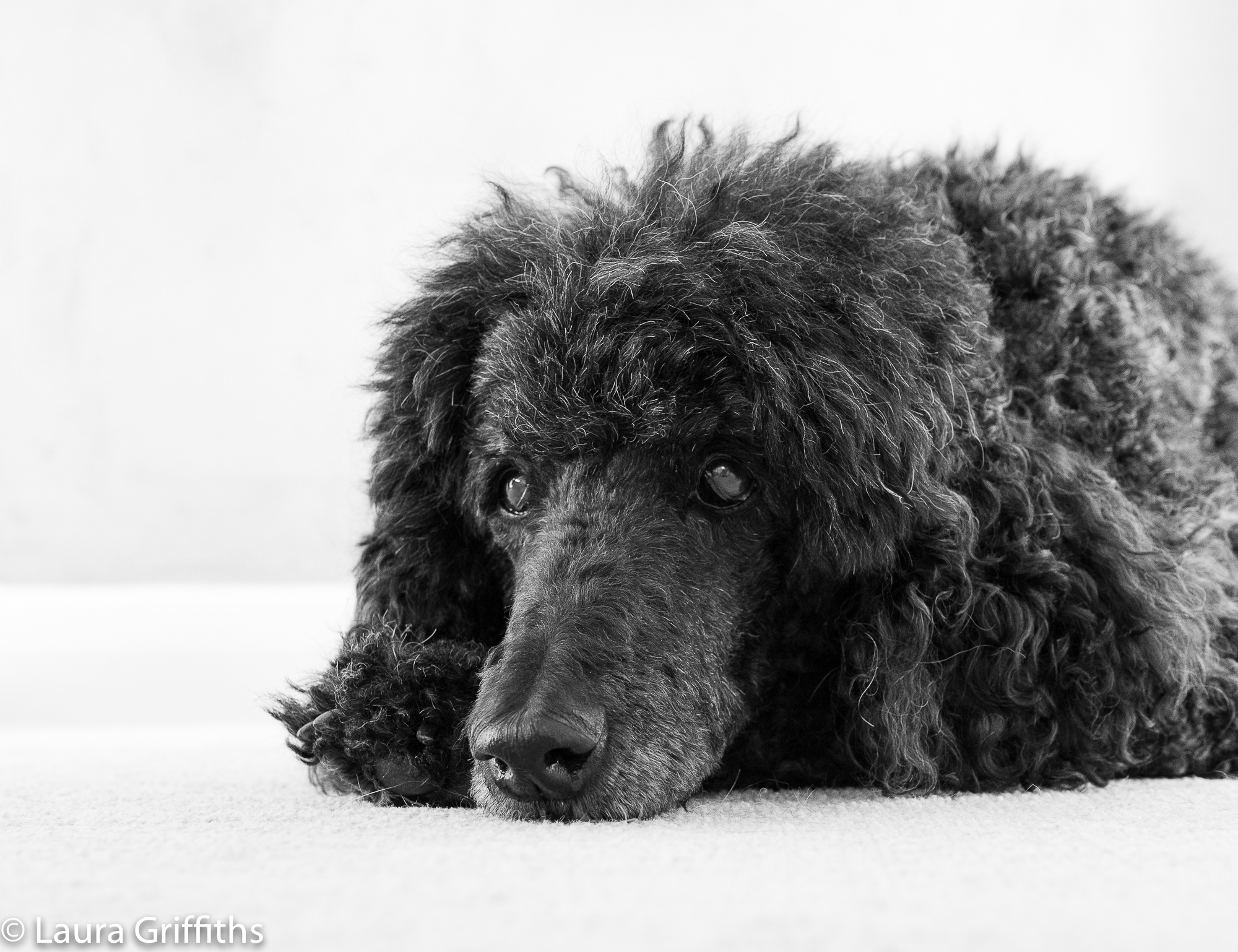 Family standard poodle co-operating wonderfully