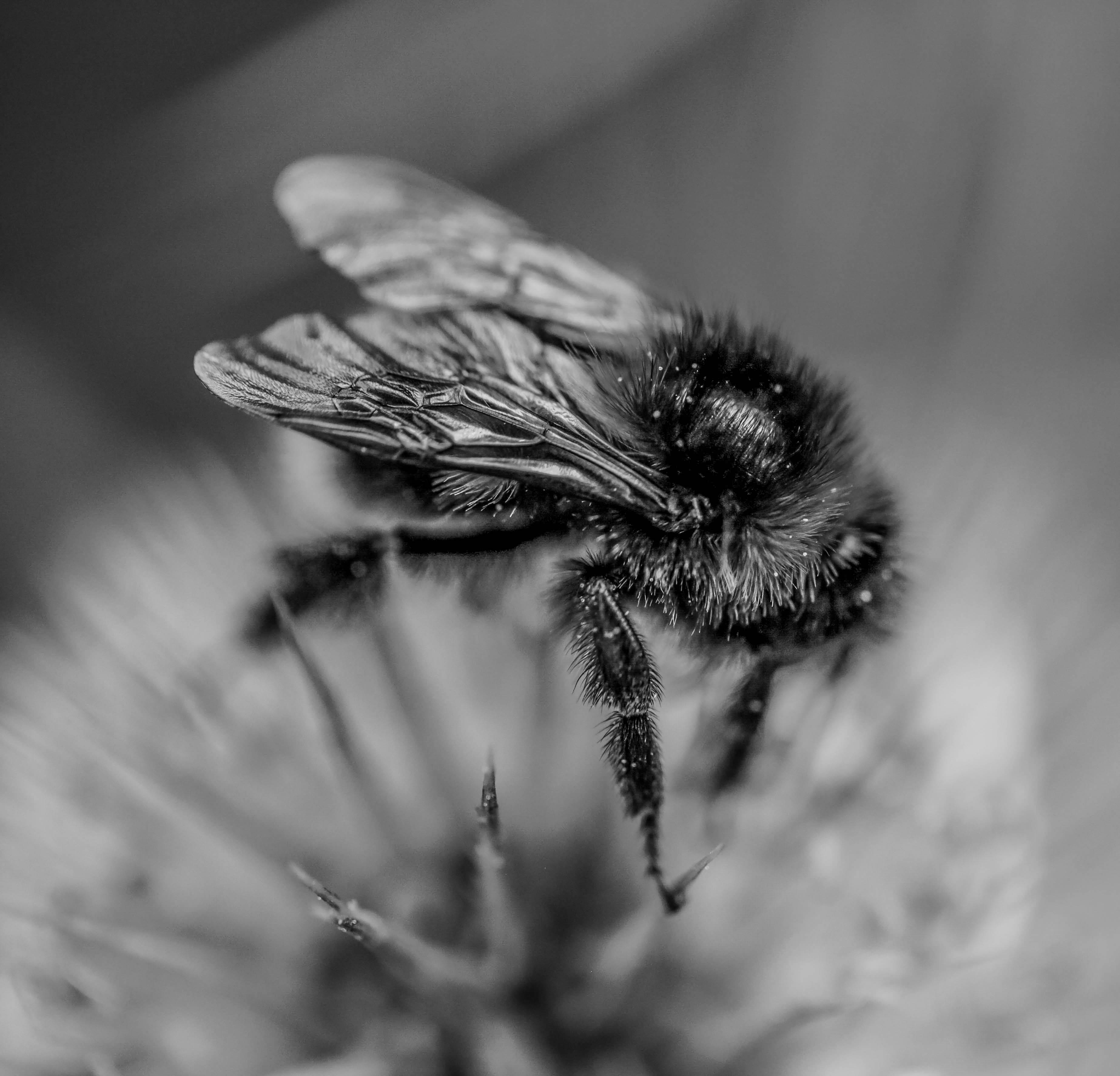 Bee on a thistle