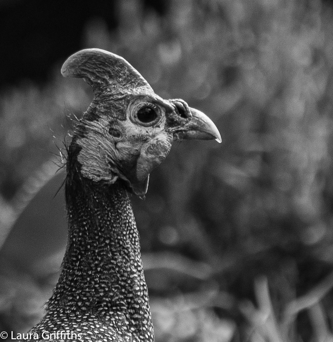 Guinea fowl