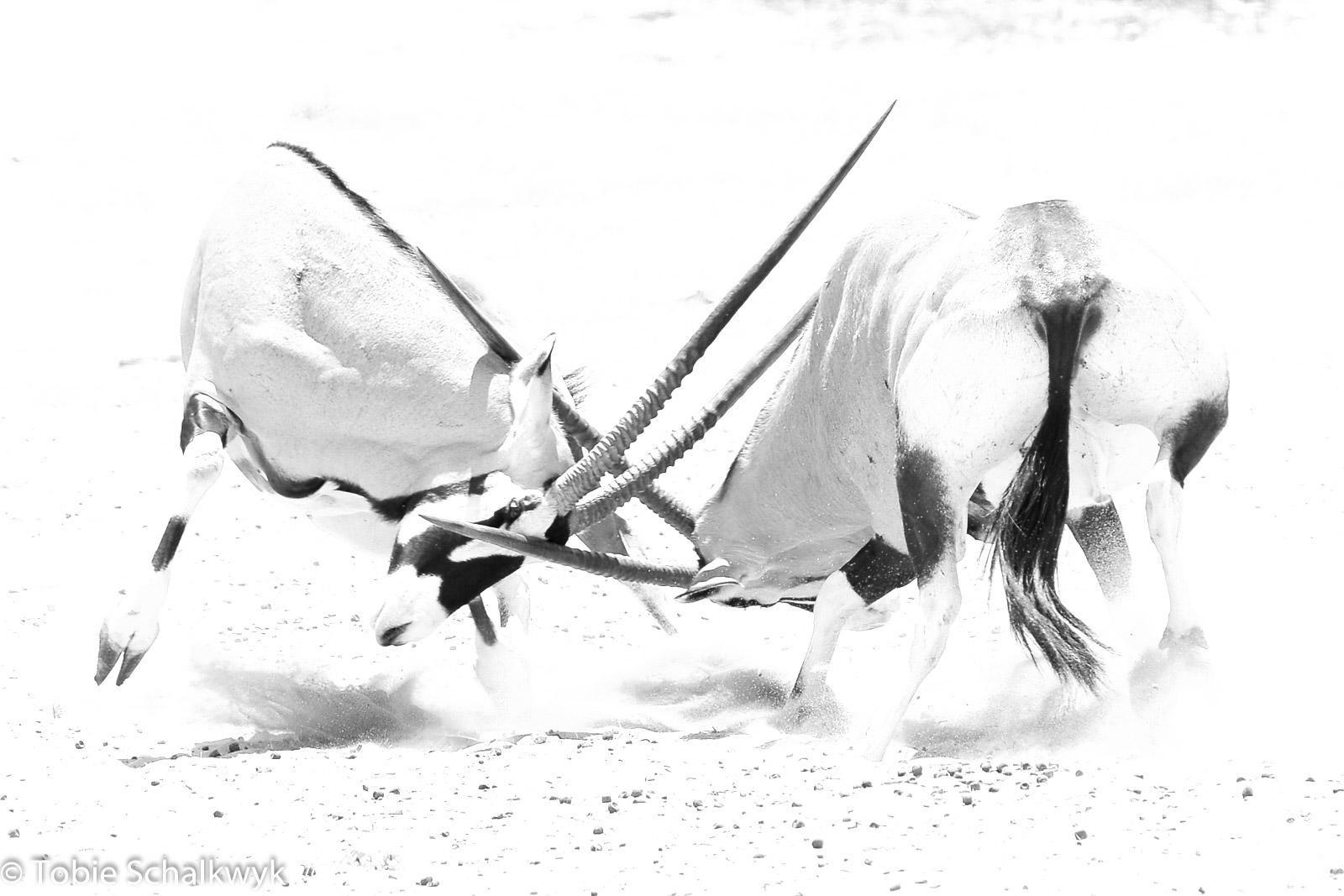 oryx