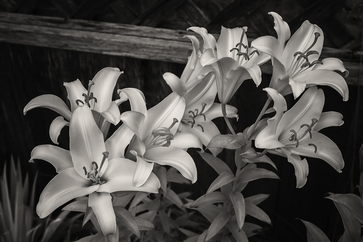 Lilies in Polarized Infrared