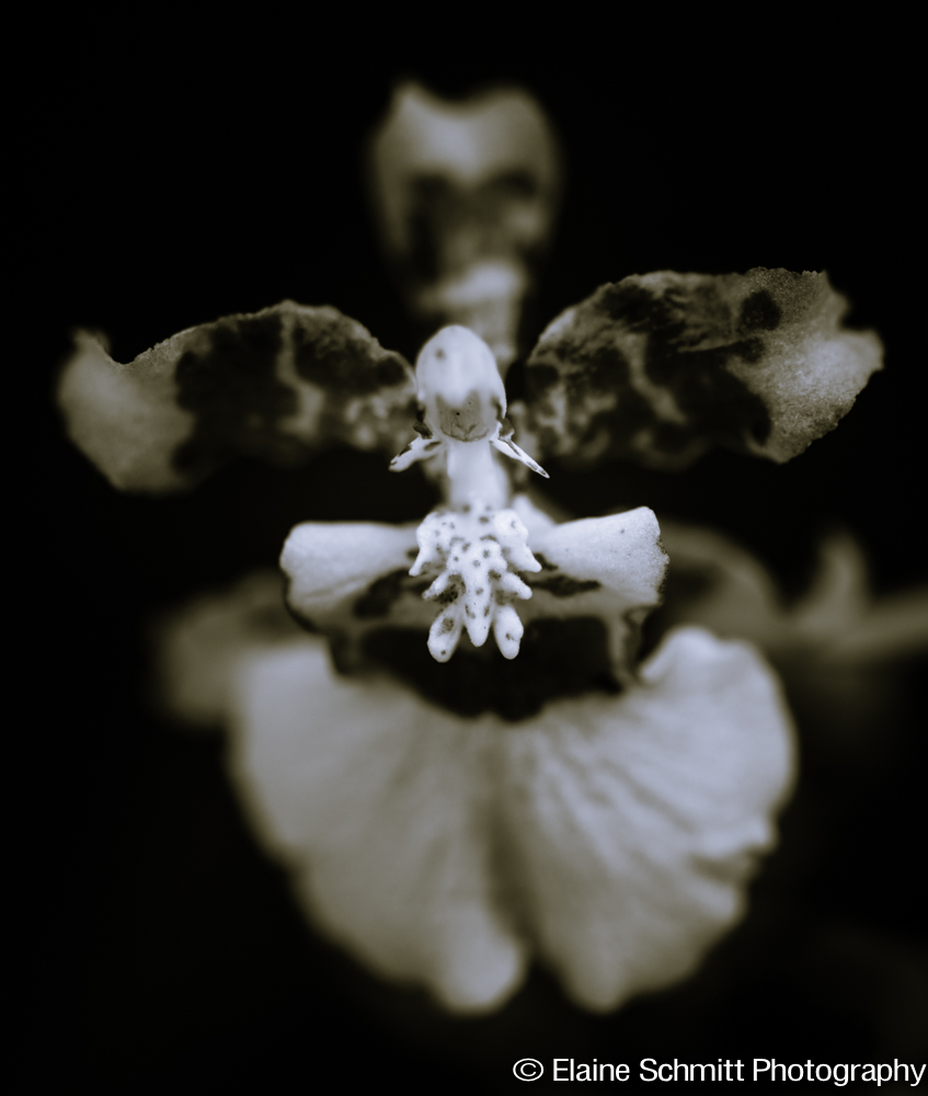 Dancing Lady Orchid