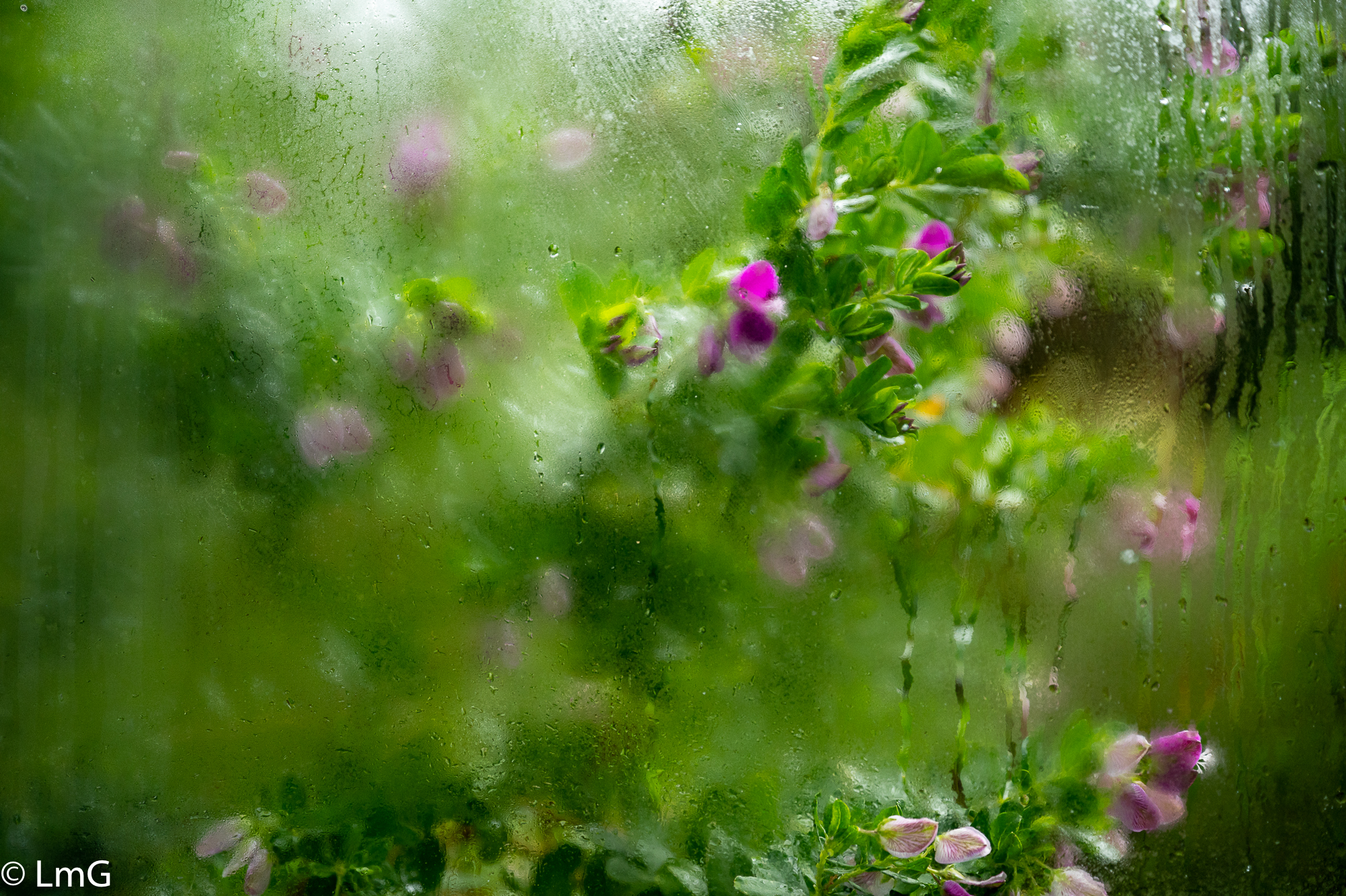 My study window view