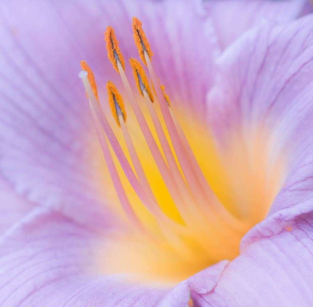 Center of a Day Lilly