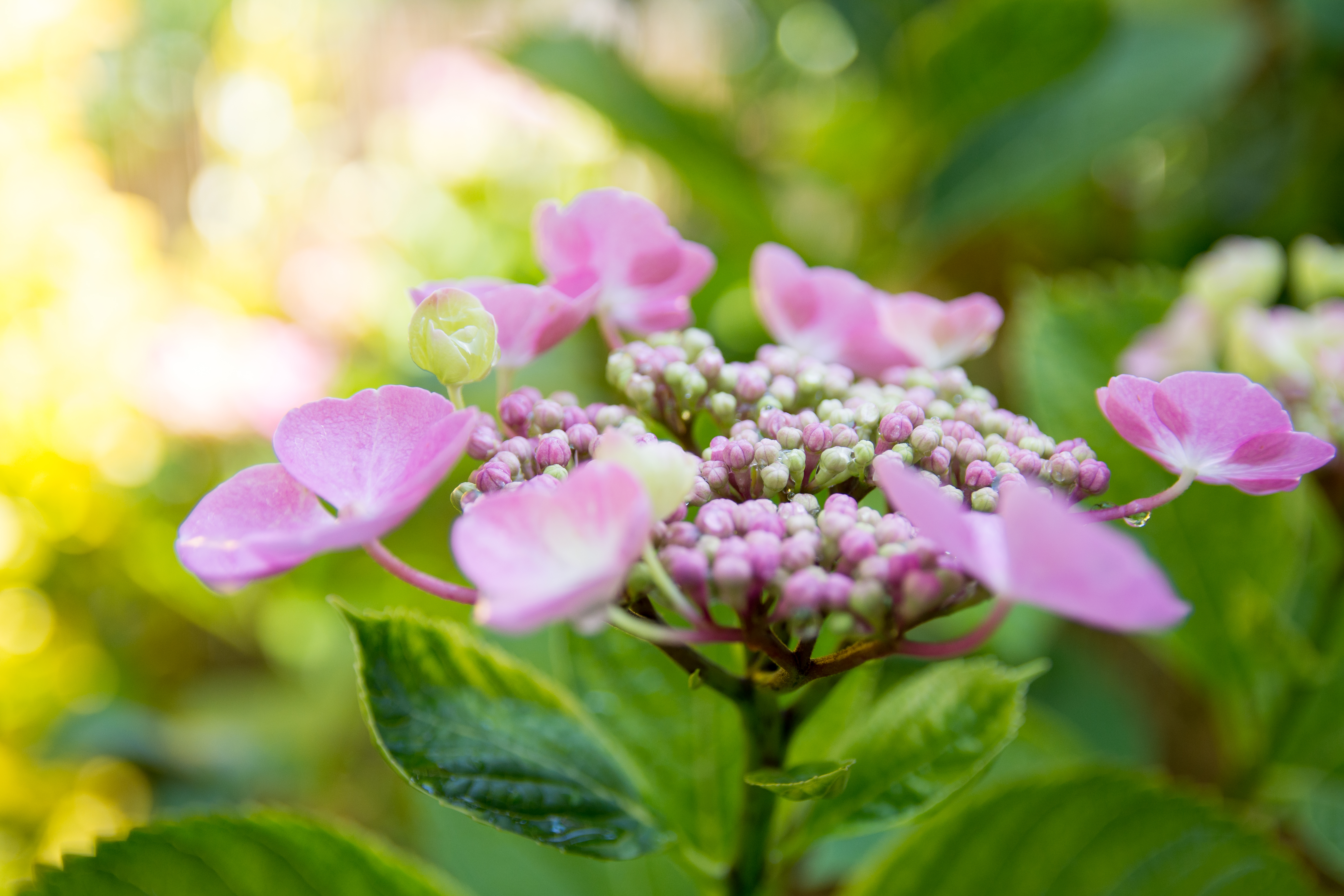 Hydrangea Start Blooming