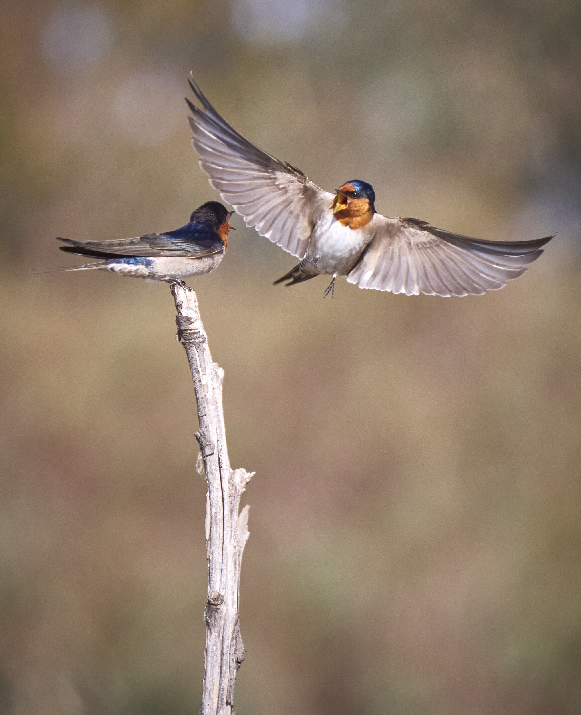Welcome Swallows Making Friends