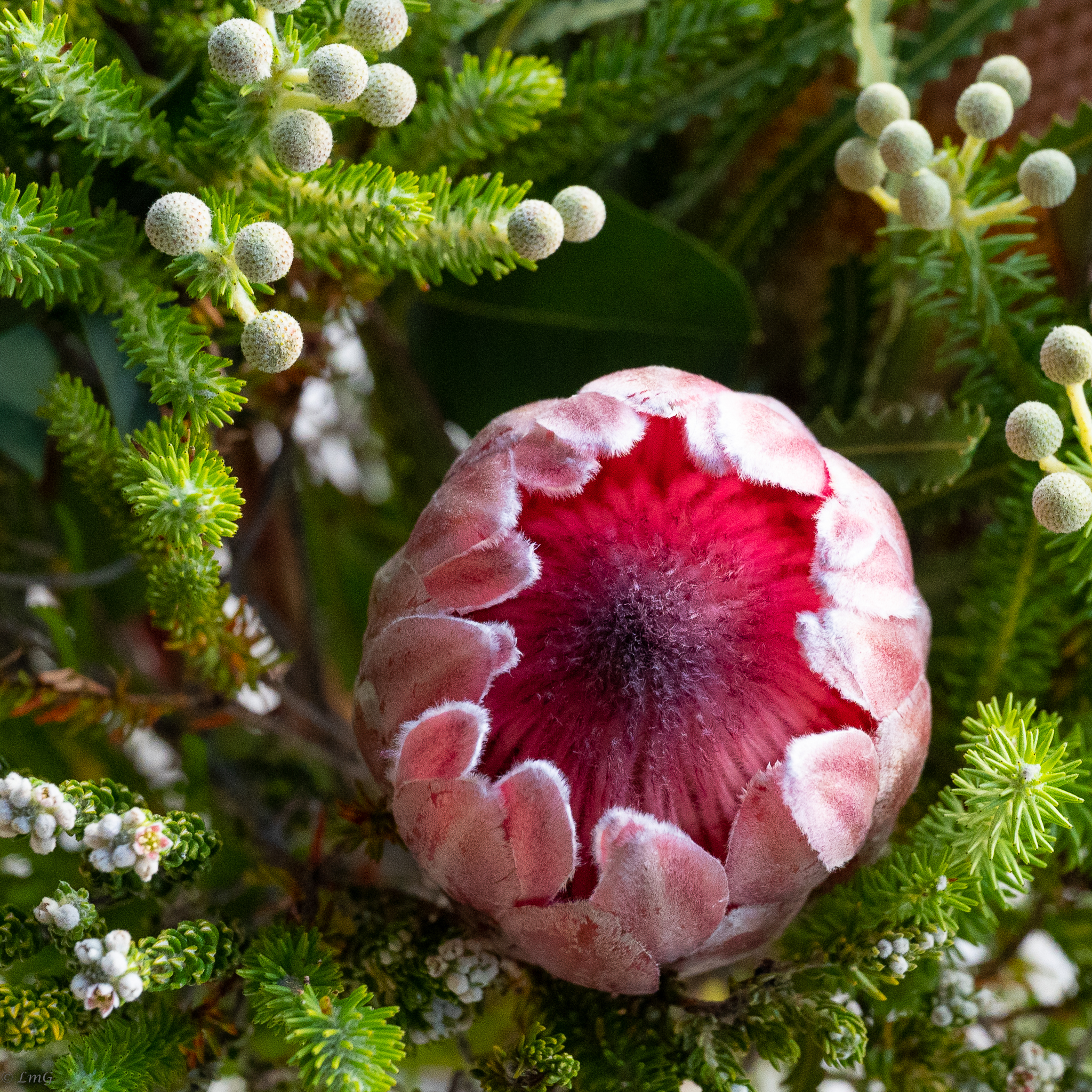 Flowers from Mothers Day