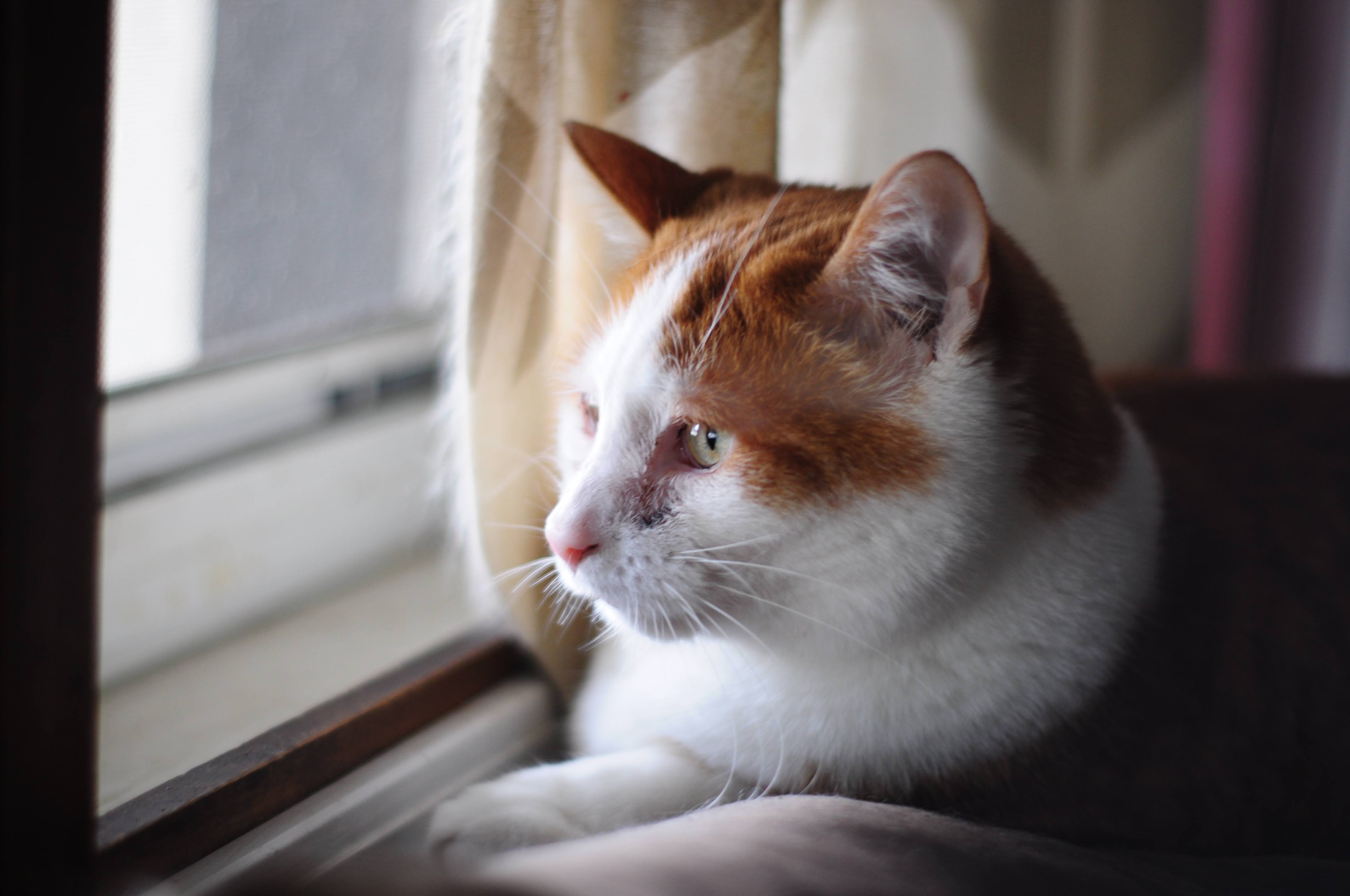 Nikon D5000 Yongnuo 50/1.8 50 mm F1.8